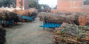 क्रय केंद्रों पर गन्ना तौल करा रहे माफिया, डीएम ने नोटिस थमाया