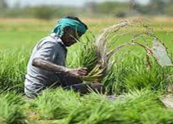 जागरूकता के अभाव में सिर्फ पांच प्रतिशत किसानों को प्रधानमंत्री फसल बीमा योजना का लाभ