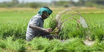 जागरूकता के अभाव में सिर्फ पांच प्रतिशत किसानों को प्रधानमंत्री फसल बीमा योजना का लाभ