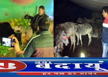 गोवंश की समस्याओं पर गोशालाओं की व्यवस्थाएं देखने निकले विधायक और अफसर