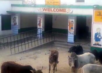 गांव-गांव से गायब गोशाला, विद्यालय के मंदिर को बना डाला पशुशाला