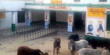 गांव-गांव से गायब गोशाला, विद्यालय के मंदिर को बना डाला पशुशाला