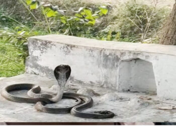 नागिन की मौत के बाद नाग की खामोशी को अनोखी प्रेमकहानी से जोड़ रहे ग्रामीण 