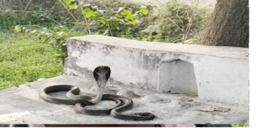 नागिन की मौत के बाद नाग की खामोशी को अनोखी प्रेमकहानी से जोड़ रहे ग्रामीण 