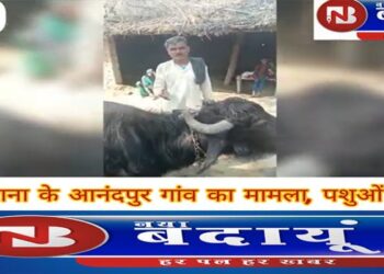 पशुआहार खाने के बाद फ्रूडप्वाइजनिंग की चपेट में आए छह पशुओं की मौत, हड़कंप