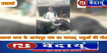 पशुआहार खाने के बाद फ्रूडप्वाइजनिंग की चपेट में आए छह पशुओं की मौत, हड़कंप