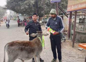 सड़क हादसों पर लगाम लगाने के लिए आवारा पशुओं को पहनाई गई ‘सुरक्षा कवच’ रिफ्लेक्टर बेल्ट