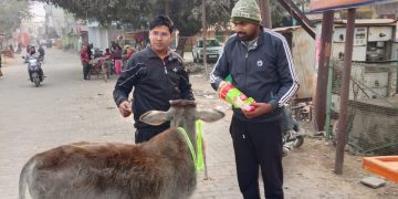 सड़क हादसों पर लगाम लगाने के लिए आवारा पशुओं को पहनाई गई ‘सुरक्षा कवच’ रिफ्लेक्टर बेल्ट