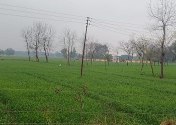 बेमौसम बारिश से खेती का गणित बिगड़ा , खड़ी फसलों को खतरा