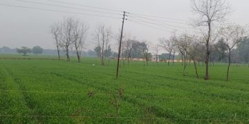 बेमौसम बारिश से खेती का गणित बिगड़ा , खड़ी फसलों को खतरा