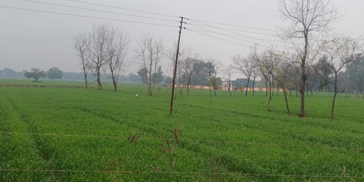 बेमौसम बारिश से खेती का गणित बिगड़ा , खड़ी फसलों को खतरा