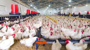 कुक्कुट विकास नीति के तहत बदायूं में मिलेगा मुर्गी पालन को बढ़ावा, गैर जनपदों तक होंगे सप्लाई