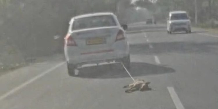 शर्मसार : बदायूं में गाड़ी में कुत्ता को बांधकर हाईवे पर किलो मीटर घसीटा, वीडियो वायरल