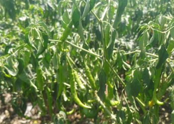 देश की राजधानी दिल्ली-गाजियाबाद को पंसद आ रही बदायूं की हरी मिर्च