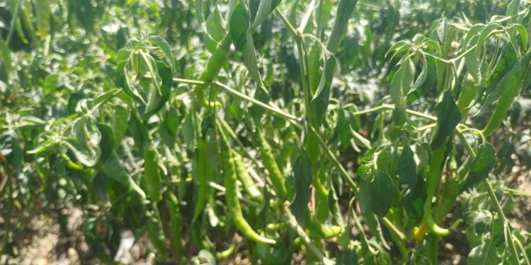 देश की राजधानी दिल्ली-गाजियाबाद को पंसद आ रही बदायूं की हरी मिर्च