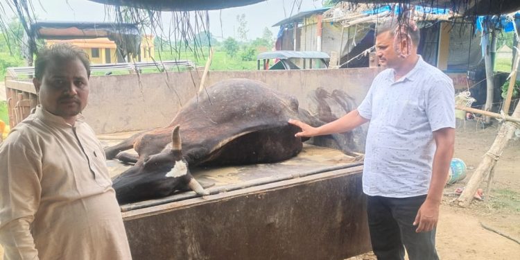 गौशाला में जहरीली रोटी खिलाकर गाय की मौत का आरोप, आरोपी को छोड़ने पर प्रधानों में आक्रोश