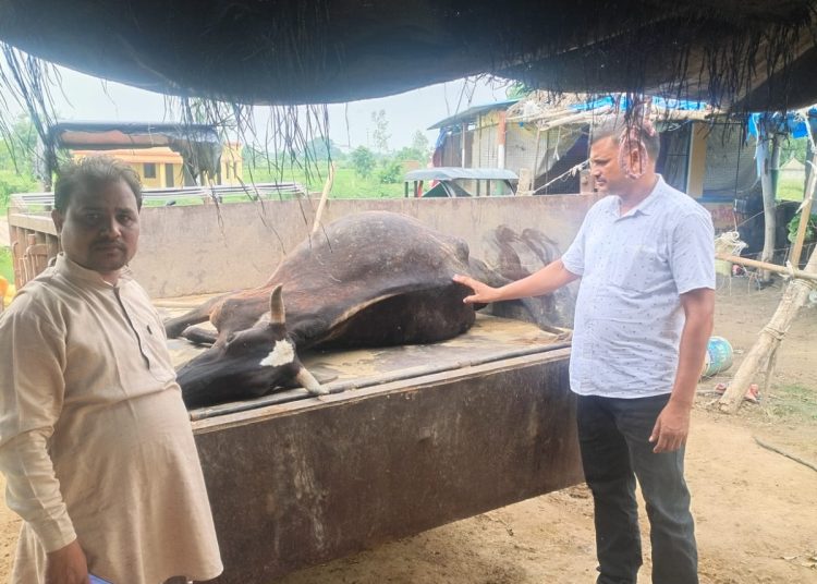 गौशाला में जहरीली रोटी खिलाकर गाय की मौत का आरोप, आरोपी को छोड़ने पर प्रधानों में आक्रोश
