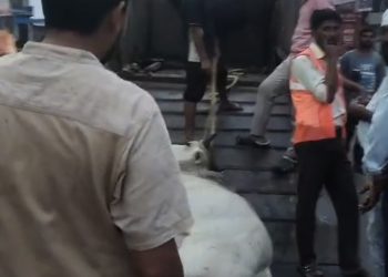 गौवंश संरक्षण के नाम पर अमानवीयता का आरोप, ओवरडोज इंजेक्शन से रेस्क्यू पर उठे सवाल