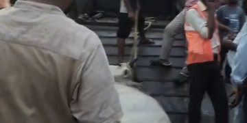 गौवंश संरक्षण के नाम पर अमानवीयता का आरोप, ओवरडोज इंजेक्शन से रेस्क्यू पर उठे सवाल