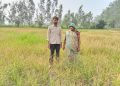 कीटनाशक के छिड़काव से धान की फसल बर्बाद, किसान का बड़ा नुकसान