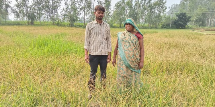 कीटनाशक के छिड़काव से धान की फसल बर्बाद, किसान का बड़ा नुकसान