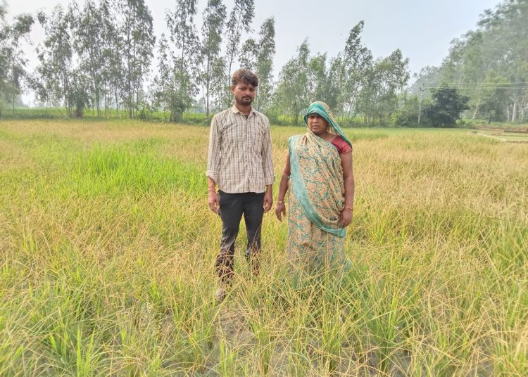 कीटनाशक के छिड़काव से धान की फसल बर्बाद, किसान का बड़ा नुकसान