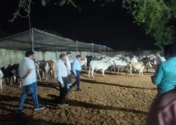 अभिगांव गौशाला में गोवंशों की मौत के बाद पहुंचे पशुपालन विभाग के डायरेक्टर, अफसरों पर कार्रवाई तय