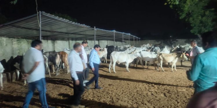 अभिगांव गौशाला में गोवंशों की मौत के बाद पहुंचे पशुपालन विभाग के डायरेक्टर, अफसरों पर कार्रवाई तय