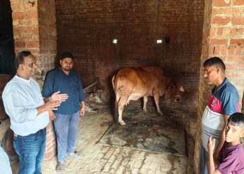 पिपरिया में कैंप लगाकर गोवंशों का निशुल्क टीकाकरण