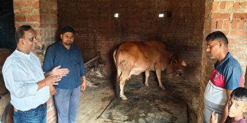 पिपरिया में कैंप लगाकर गोवंशों का निशुल्क टीकाकरण