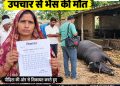 बल्ले नगला में झोलाछाप पशु चिकित्सक पर गंभीर आरोप, इंजेक्शन लगाने के 10 मिनट बाद भैंस की मौत