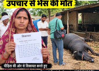 बल्ले नगला में झोलाछाप पशु चिकित्सक पर गंभीर आरोप, इंजेक्शन लगाने के 10 मिनट बाद भैंस की मौत