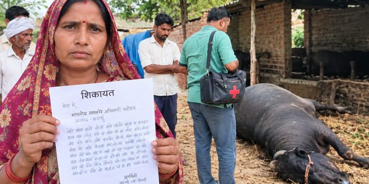 बल्ले नगला में झोलाछाप पशु चिकित्सक पर गंभीर आरोप, इंजेक्शन लगाने के 10 मिनट बाद भैंस की मौत