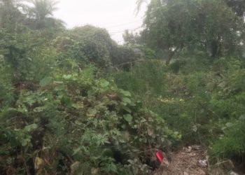 ककोड़ा गांव में गंदगी और झाड़ियों से जहरीले सांपों का खतरा, ग्रामीणों ने डीएम से लगाई गुहार