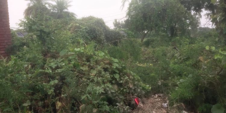ककोड़ा गांव में गंदगी और झाड़ियों से जहरीले सांपों का खतरा, ग्रामीणों ने डीएम से लगाई गुहार